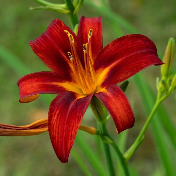 Hemerocallis 'Sammy Russell'