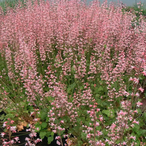 Heucherella alba 'Bridget Bloom'