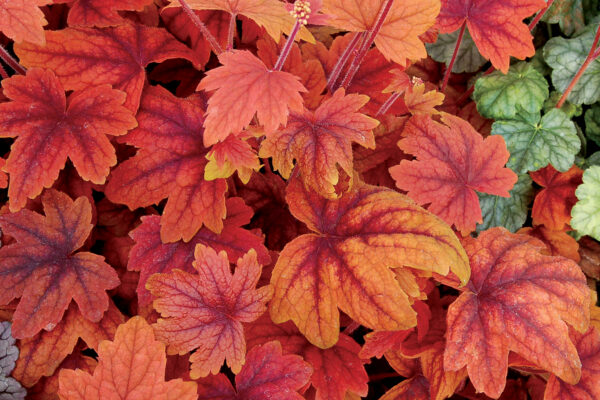 Heucherella hybrida 'Sweet Tea'