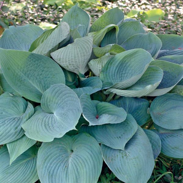 Hosta 'Blue Angel'