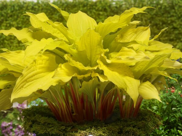 Hosta 'Lipstick Blonde'