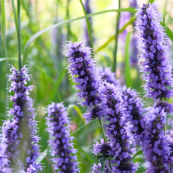 Hyssopus officinalis
