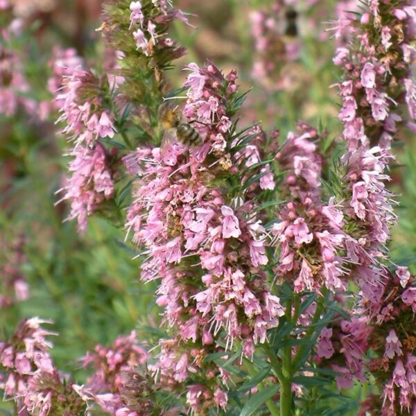 Hyssopus officinalis 'Roseus'
