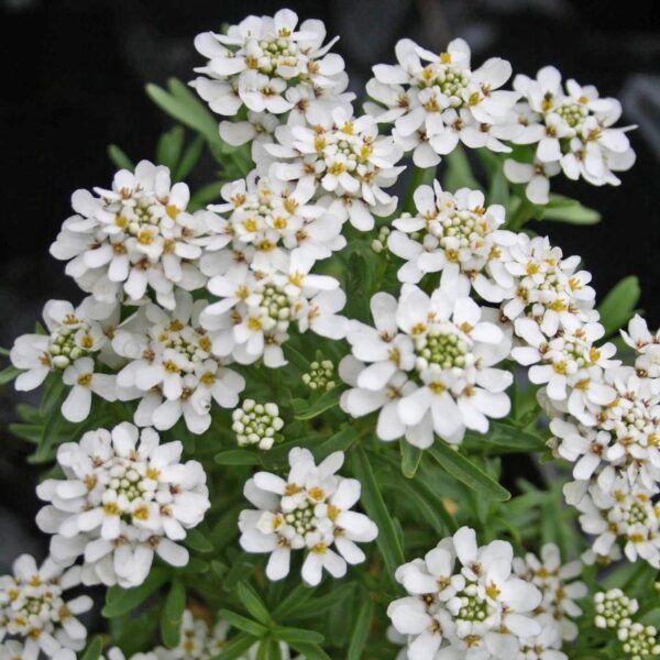 Iberis sempervirens