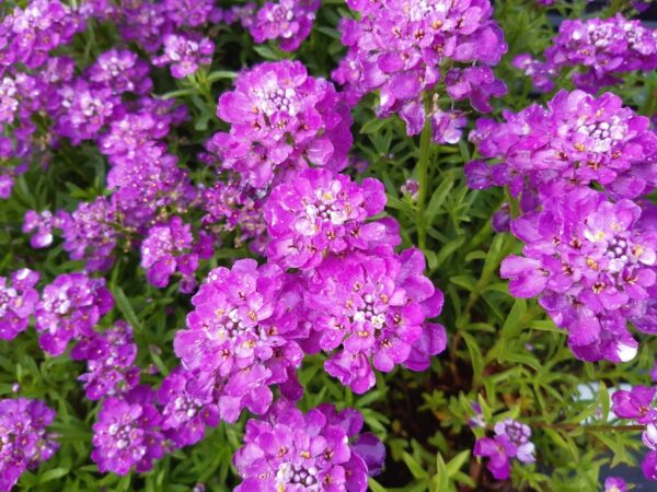 Iberis sempervirens 'Absolutely Amethyst'