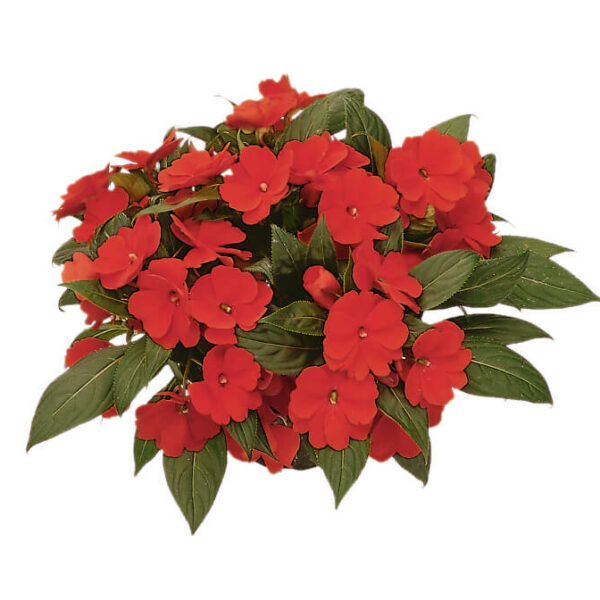 Impatiens NG  'Paradise'