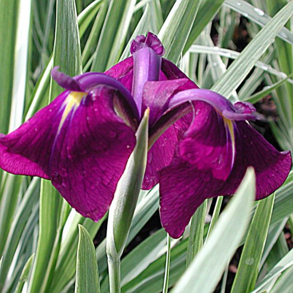 Iris ensata 'Variegata'