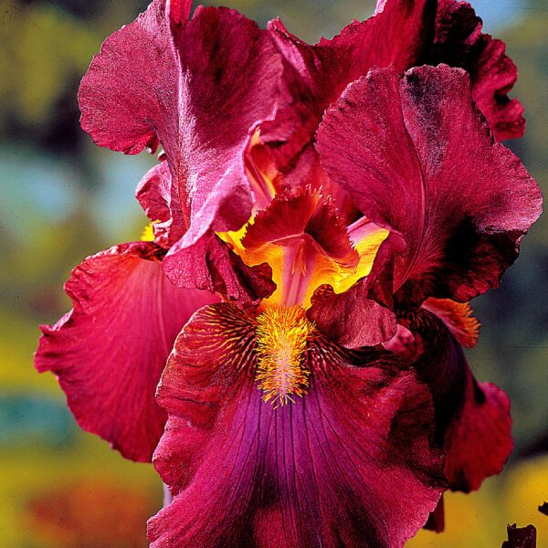 Iris germanica 'War Chief'