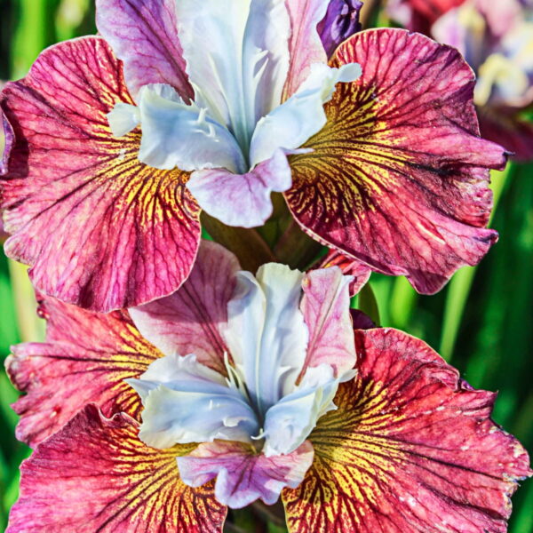 Iris sibirica 'Painted Woman'