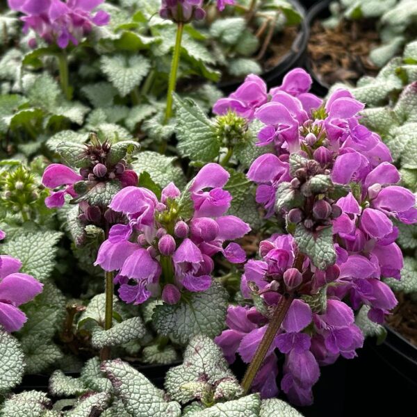 Lamium maculatum 'Red Nancy'