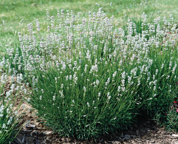 Lavandula angustifolia 'Edelweiss'