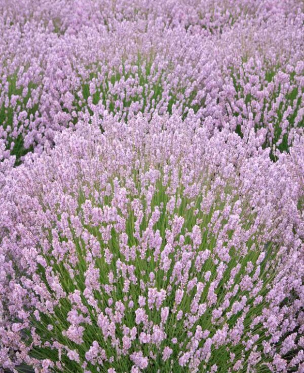 Lavandula angustifolia 'Rosea'