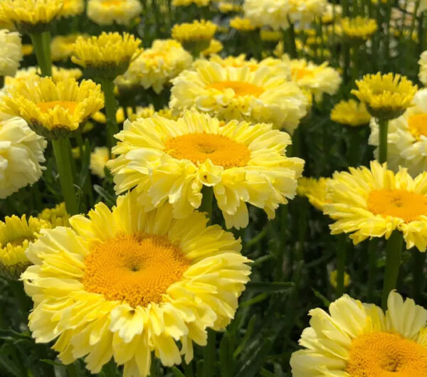 Leucanthemum 'Goldfinch'