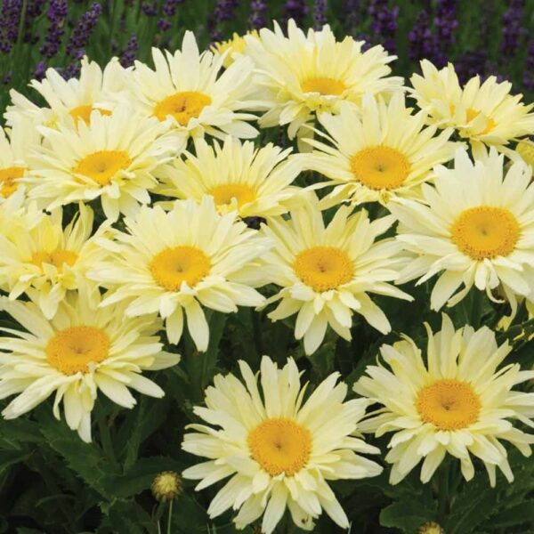 Leucanthemum maximum 'Banana Cream'