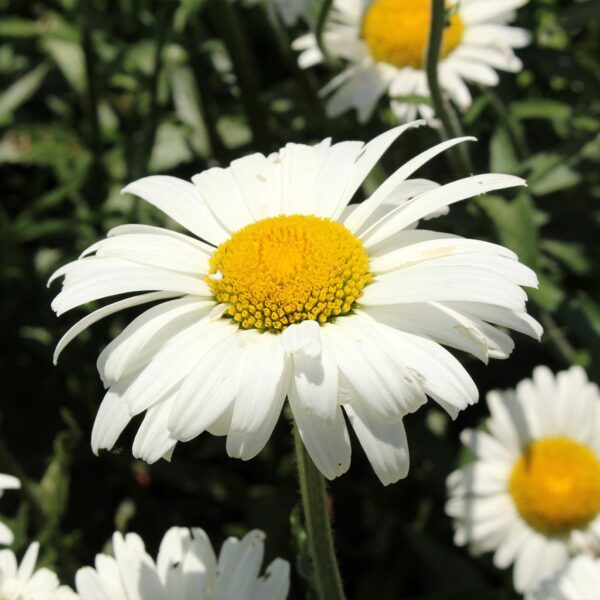 Leucanthemum superbum 'Alaska'