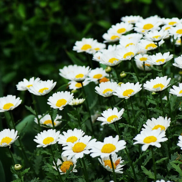 Leucanthemum superbum  'Silberprinzesschen'