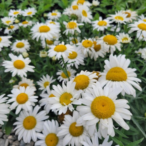 Leucanthemum superbum  'White Lion'