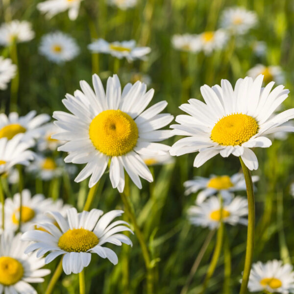 Leucanthemum vulgare 'Maikönigin'