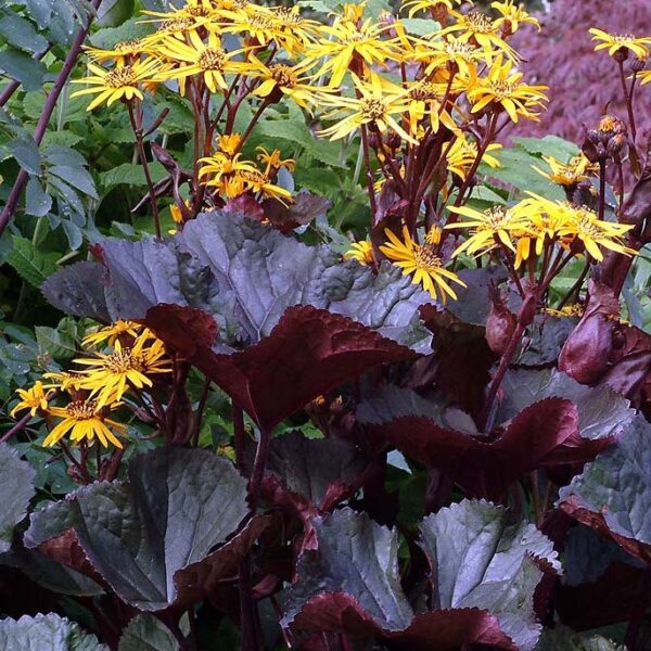 Ligularia dentata  'Britt-Marie Crawford'