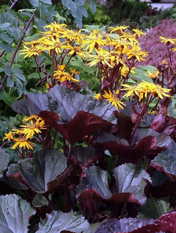 Ligularia dentata  'Britt-Marie Crawford'