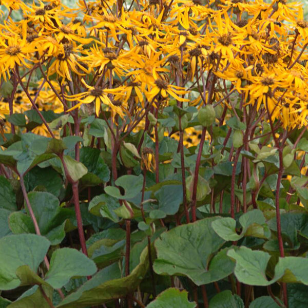 Ligularia dentata  'Desdemona'