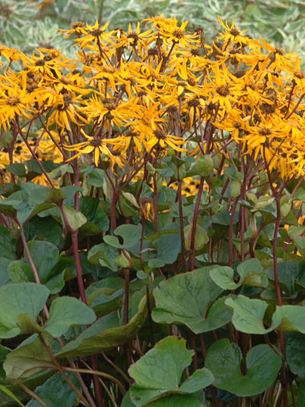 Ligularia dentata  'Desdemona'