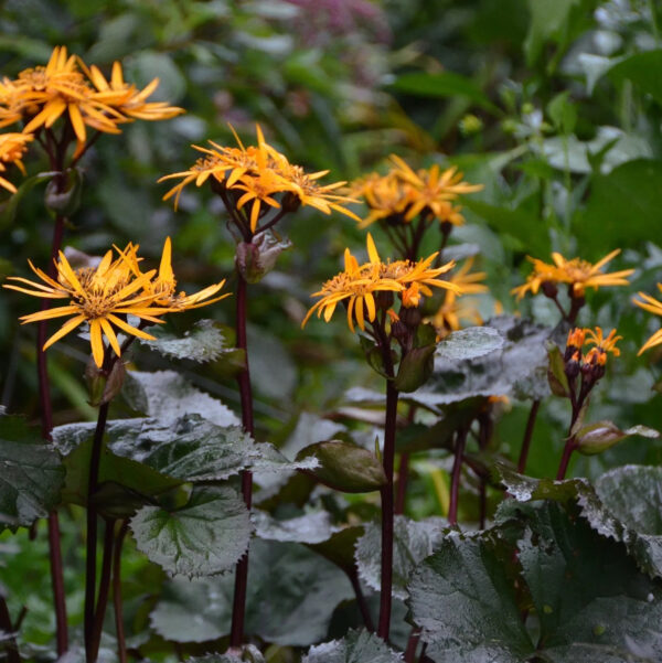 Ligularia dentata  'Othello'