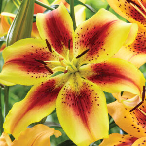 Lilium asiatic 'Viva la Vida'