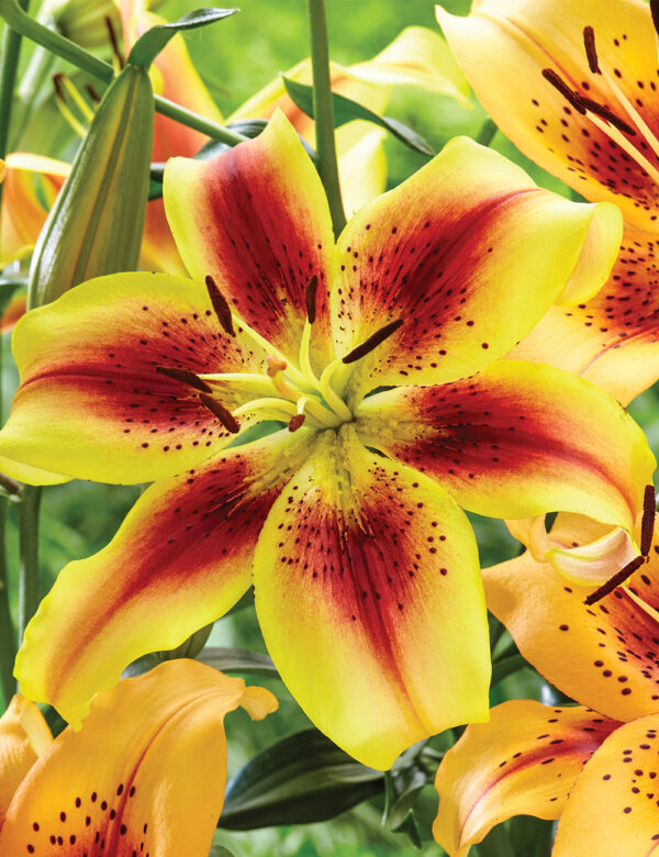 Lilium asiatic 'Viva la Vida'