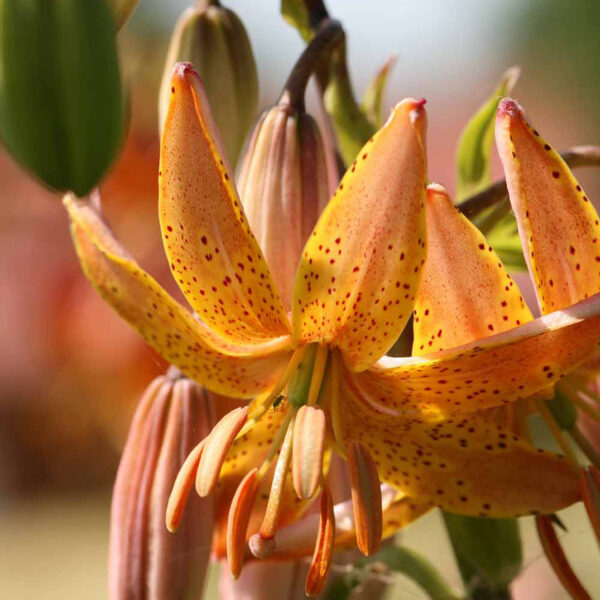 Lilium martagon 'Peppard Gold'