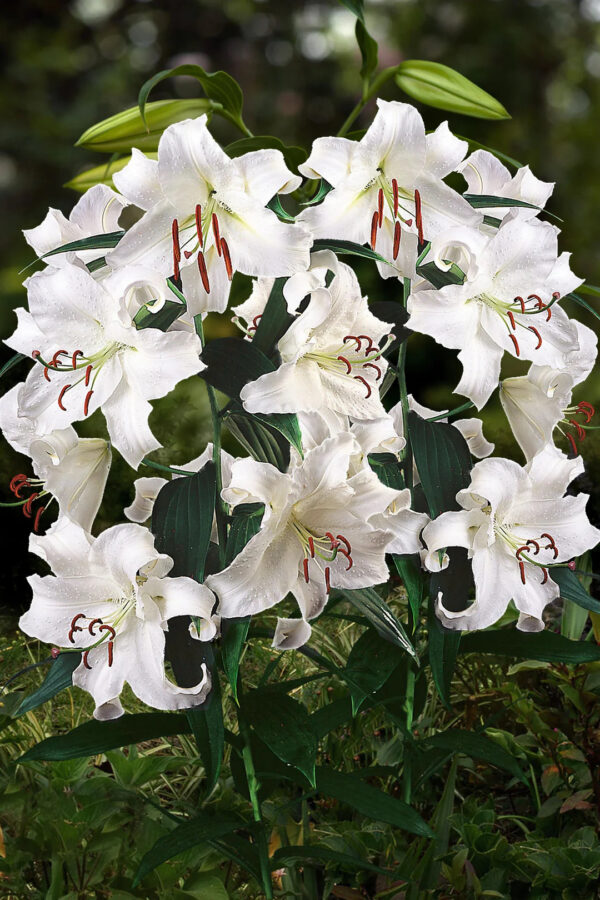 Lilium oriental 'Casablanca'