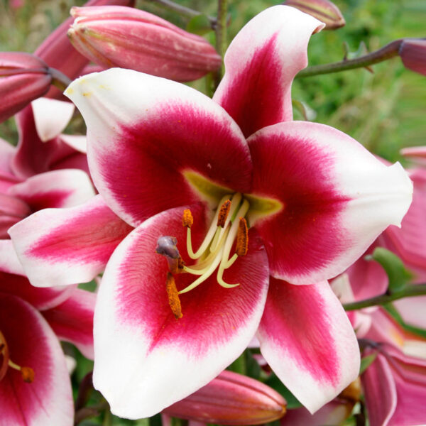 Lilium oriental 'Friso'