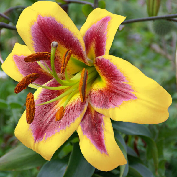 Lilium oriental  'Robert Swanson'