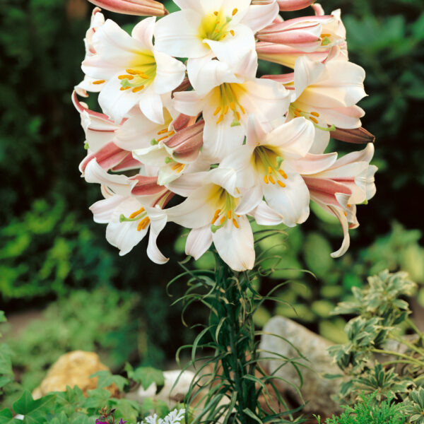 Lilium trumpet 'Regale'