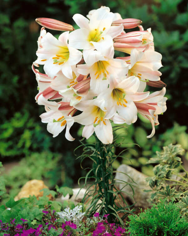 Lilium trumpet 'Regale'