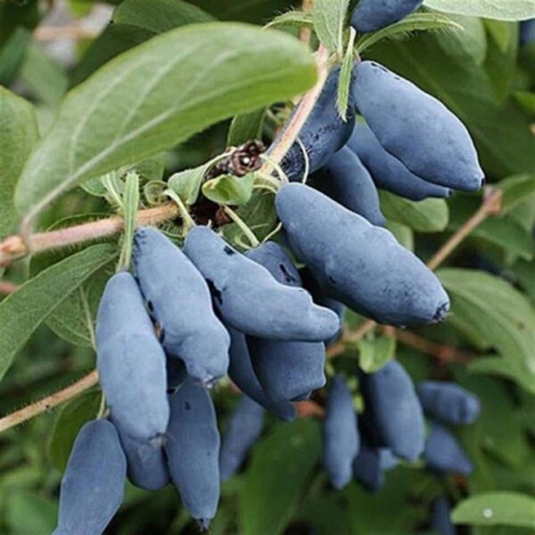 Lonicera caerulea 'Atut'