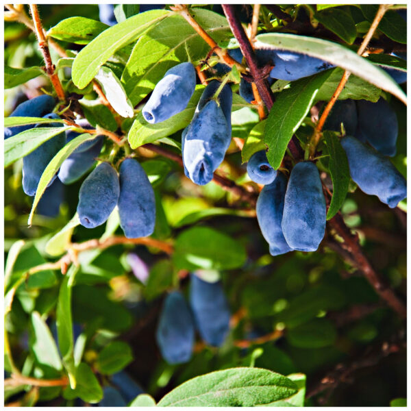 Lonicera caerulea 'Blue Star'