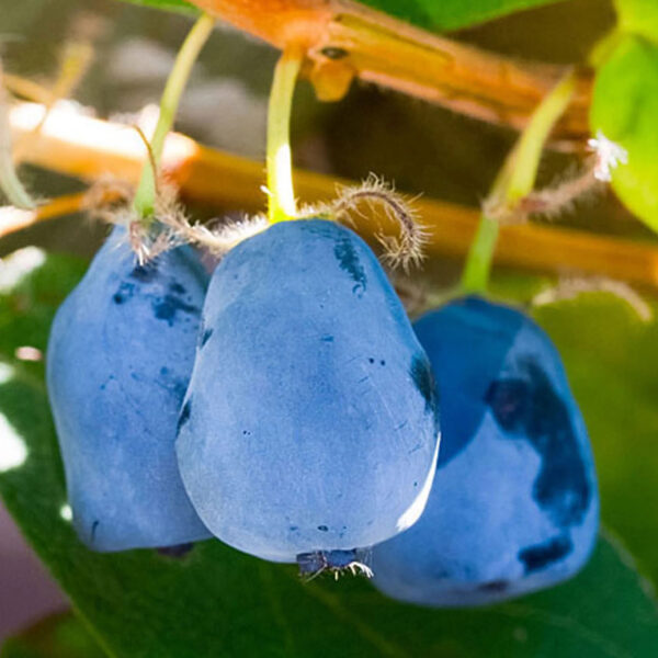 Lonicera caerulea 'Duet'