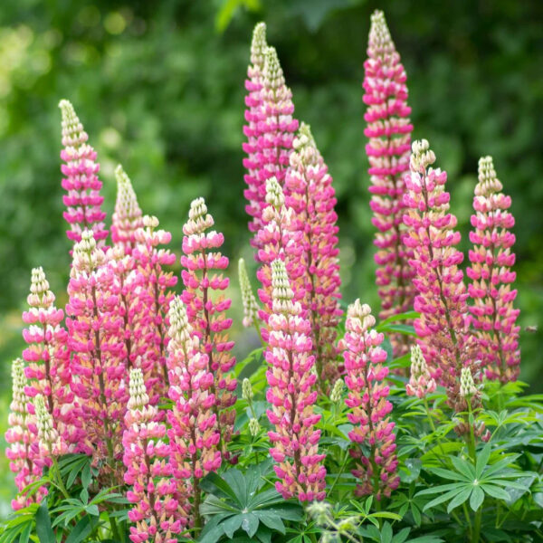 Lupinus polyphyllus 'Gallery Pink'