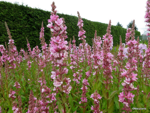 Lythrum salicaria  'Blush'