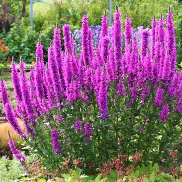 Lythrum salicaria  'Lady Sackville'