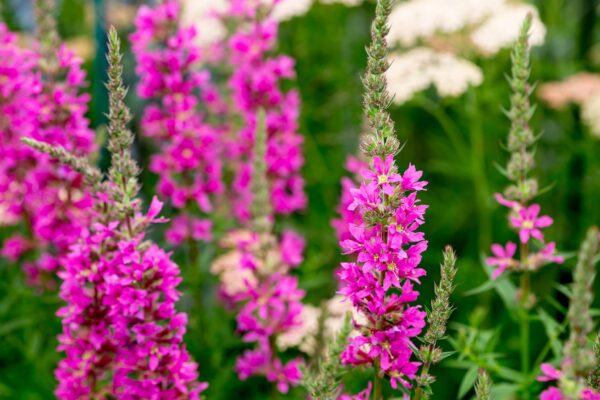 Lythrum salicaria  'Morden Pink'