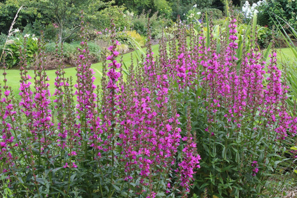 Lythrum salicaria 'Robert'