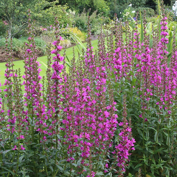 Lythrum salicaria 'Robert'