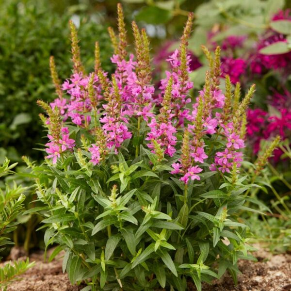 Lythrum salicaria 'Robin'