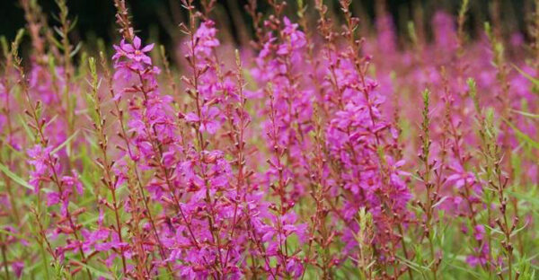 Lythrum salicaria  'Swirl'