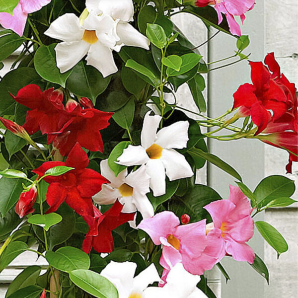 Mandevilla (Dipladenia) 'Sundaville'