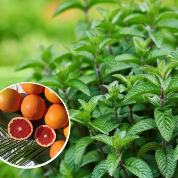 Mentha piperita 'Grapefruit'
