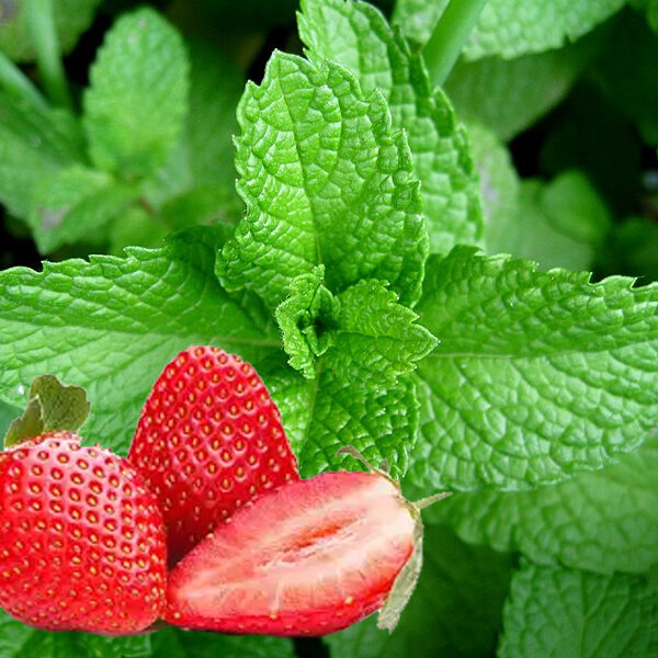 Mentha spicata 'Strawberry Mint'