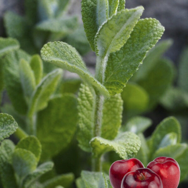 Mentha suaveolens 'Apple Mint'